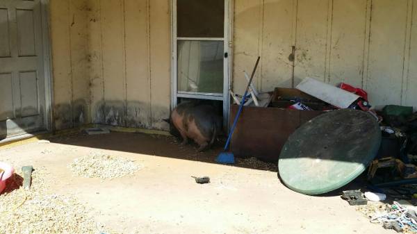 UPDATED @ 2:56 PM  Finally A PIG Caught A Suspect - Burglary in Progress Call in Headland