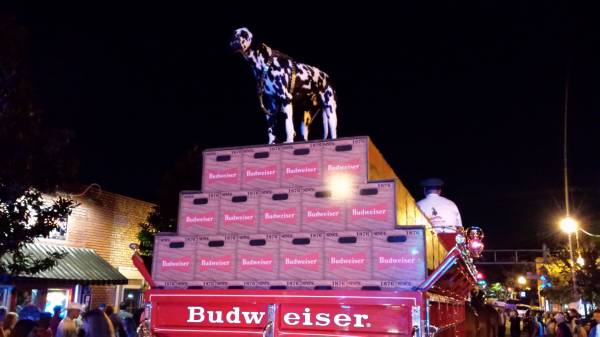 Budweiser Clydesdales Come to Down Town