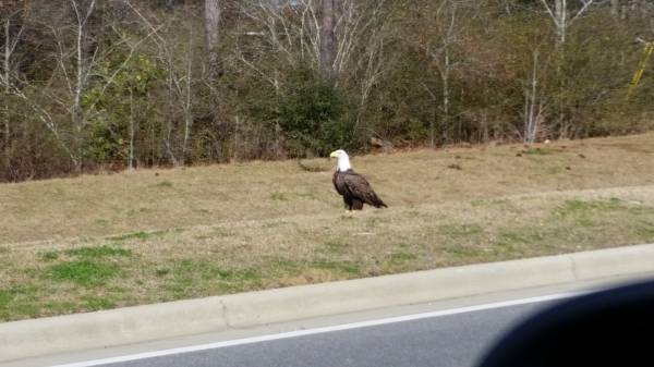 Bald Eagle Spotted on Hwy 52