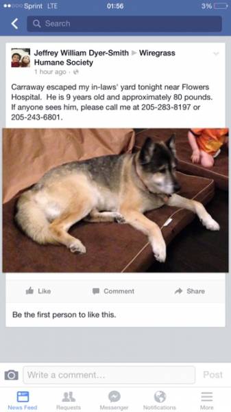 Missing dog - Near Flowers Hospital