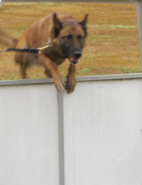 You Have Seen A Lot of Police K-9 Activity This Past Week