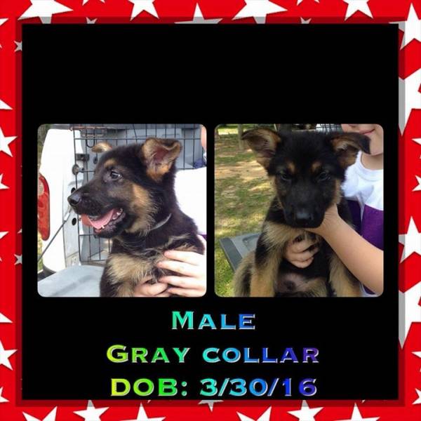 German Sheppard Puppies for Sale