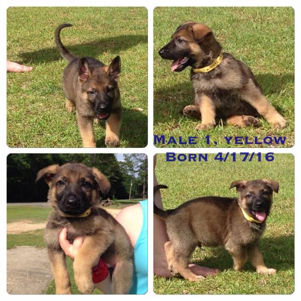 German Sheppard Puppies For Sale