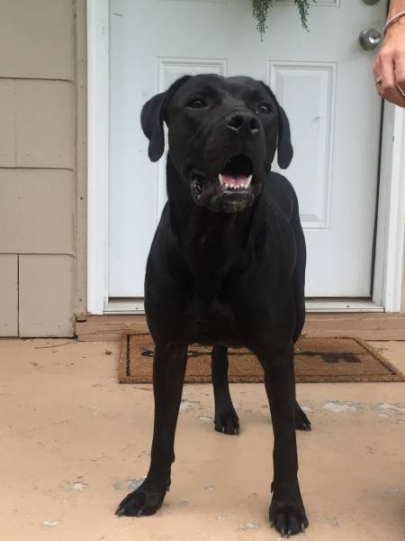 Lost Dog - Found on S. Pontiac in Dothan, AL