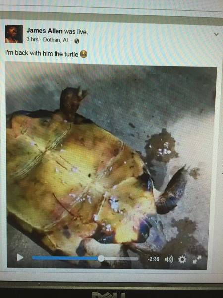 Man Arrested for Setting Turtle on Fire on Facebook