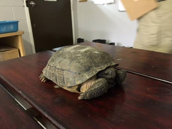 Man Arrested for Setting Turtle on Fire on Facebook