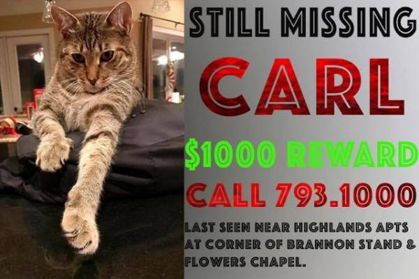 MISSING - Carl The Cat - REWARD Of $ 1,000