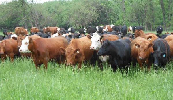 Market Report - Dothan Livestock and Auction - Highway 231 South Houston County