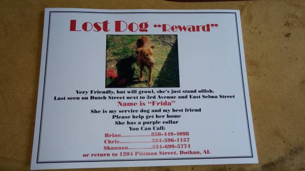 Missing Dog Please Help