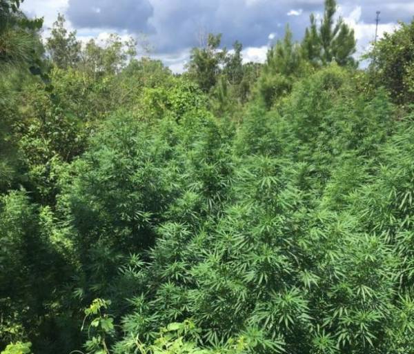 Marijuana Plants Found