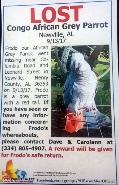 Missing Parrot - Reward Offered