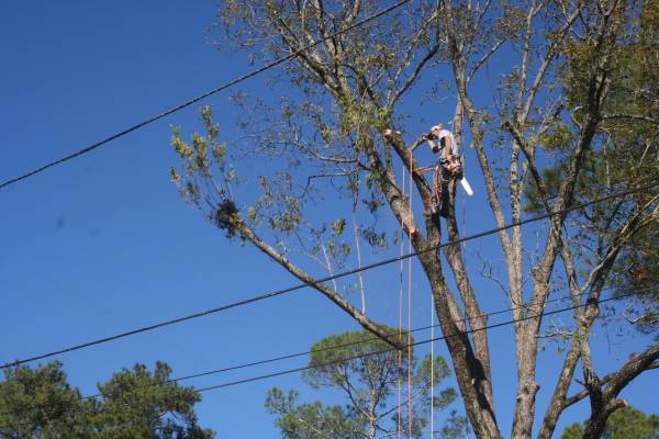 HELP WANTED - EXPERIENCED TREE CLIMBER