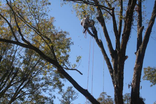 HELP WANTED - EXPERIENCED TREE CLIMBER