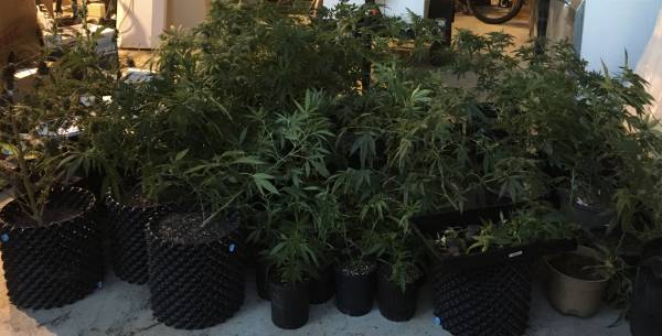 Search Warrant Marijuana Grow Operation