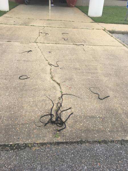 Hey - You Left Some Hair At Dothan Police Department