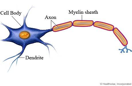 The Role of Myelin Sheath in Multiple Sclerosis