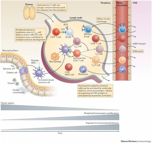 The Role of Myelin Sheath in Multiple Sclerosis