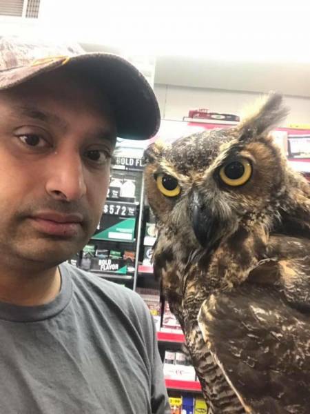 Owl Stolen from Truck