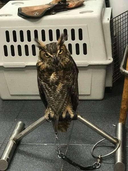 Owl Stolen from Truck