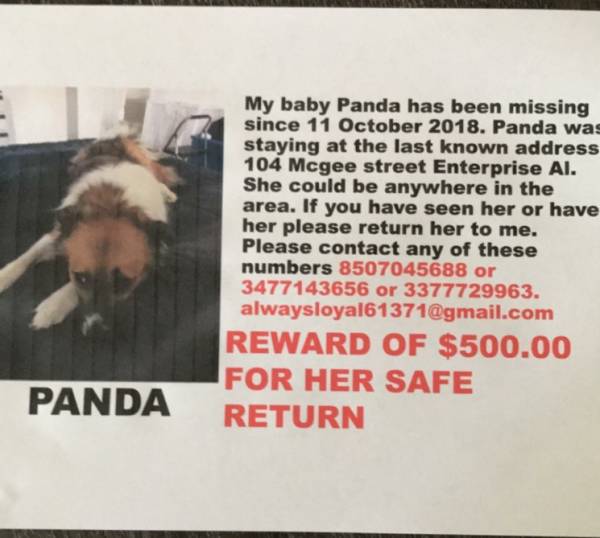 Help Find Panda
