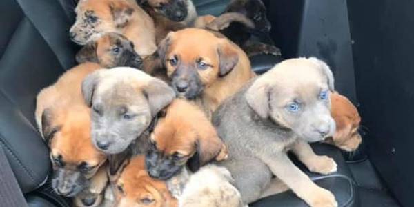 Puppies Found Abandoned on Dale County Road