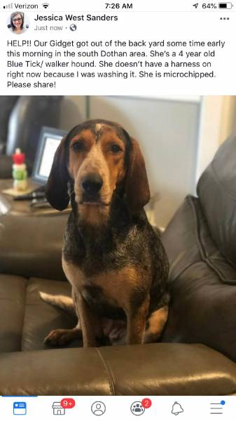 Missing Dog in South Dothan
