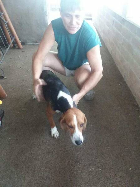 FOUND Beagle Attempting To Locate Owner
