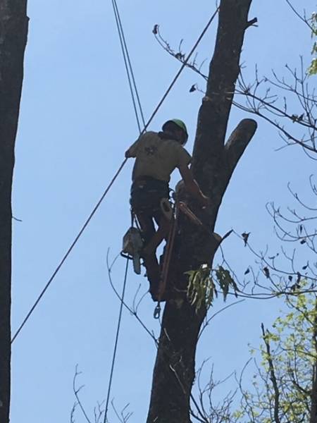 Experienced Tree Climber Needed