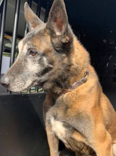 Alabama Law Enforcement Agency K-9 Indy Passed Away