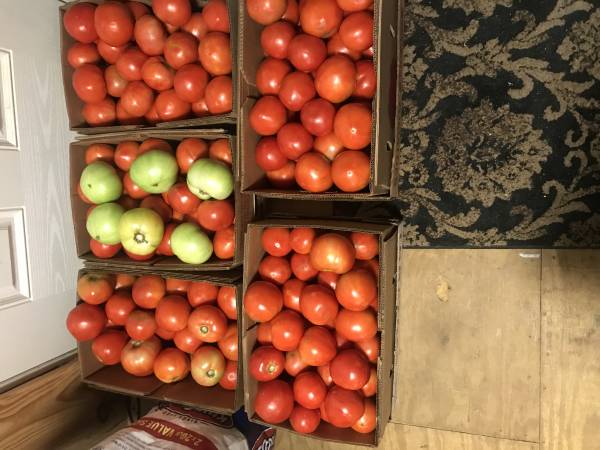 Are You Looking For Slocomb Tomato’s