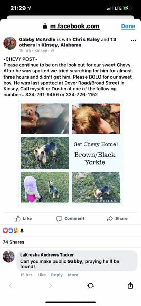 UPDATED   Please Help Find This Puppy - KINSEY AREA