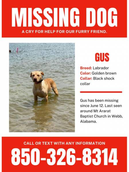 Missing Dog from the Webb Area
