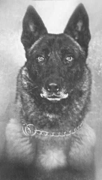 In Honor and Remembrance of Retired Canine Zipo