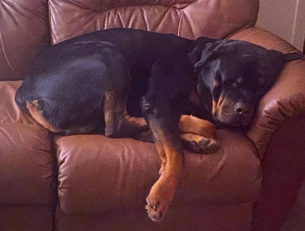 Updated   Missing Rottweiler in Midland City