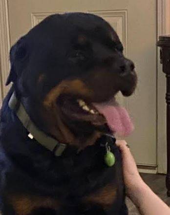 Updated   Missing Rottweiler in Midland City