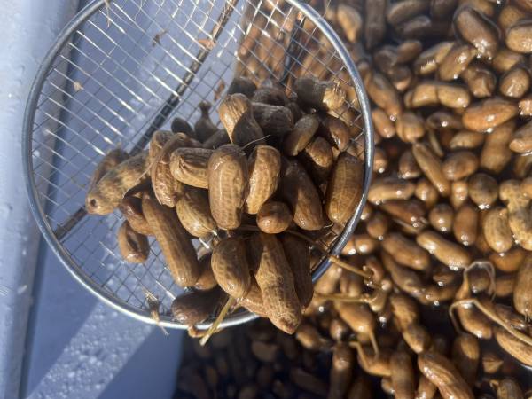 Fresh 2024 crop of Green Boiled Peanuts
